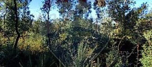 Земельный участок 8140м² в Брага, Португалия № 32143 4