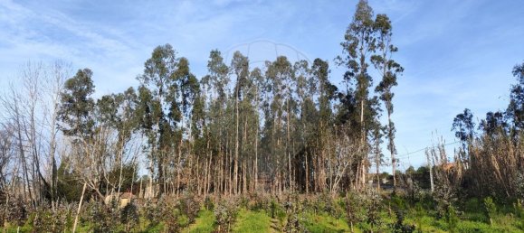 Grundstück in Ourenta, Portugal 3400m², Nr. 85078 17