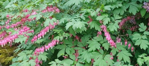 4 chambres Maison à Vogelsbergkreis, Germany No. 328645 14