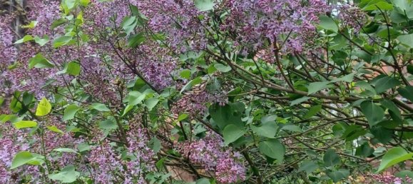 4 chambres Maison à Vogelsbergkreis, Germany No. 328645 13