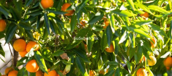 5 bedrooms House in Coin, Spain No. 144796 37