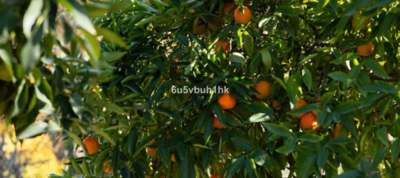 5 bedrooms House in Coin, Spain No. 144796 36