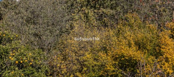 5 bedrooms House in Coin, Spain No. 144796 31