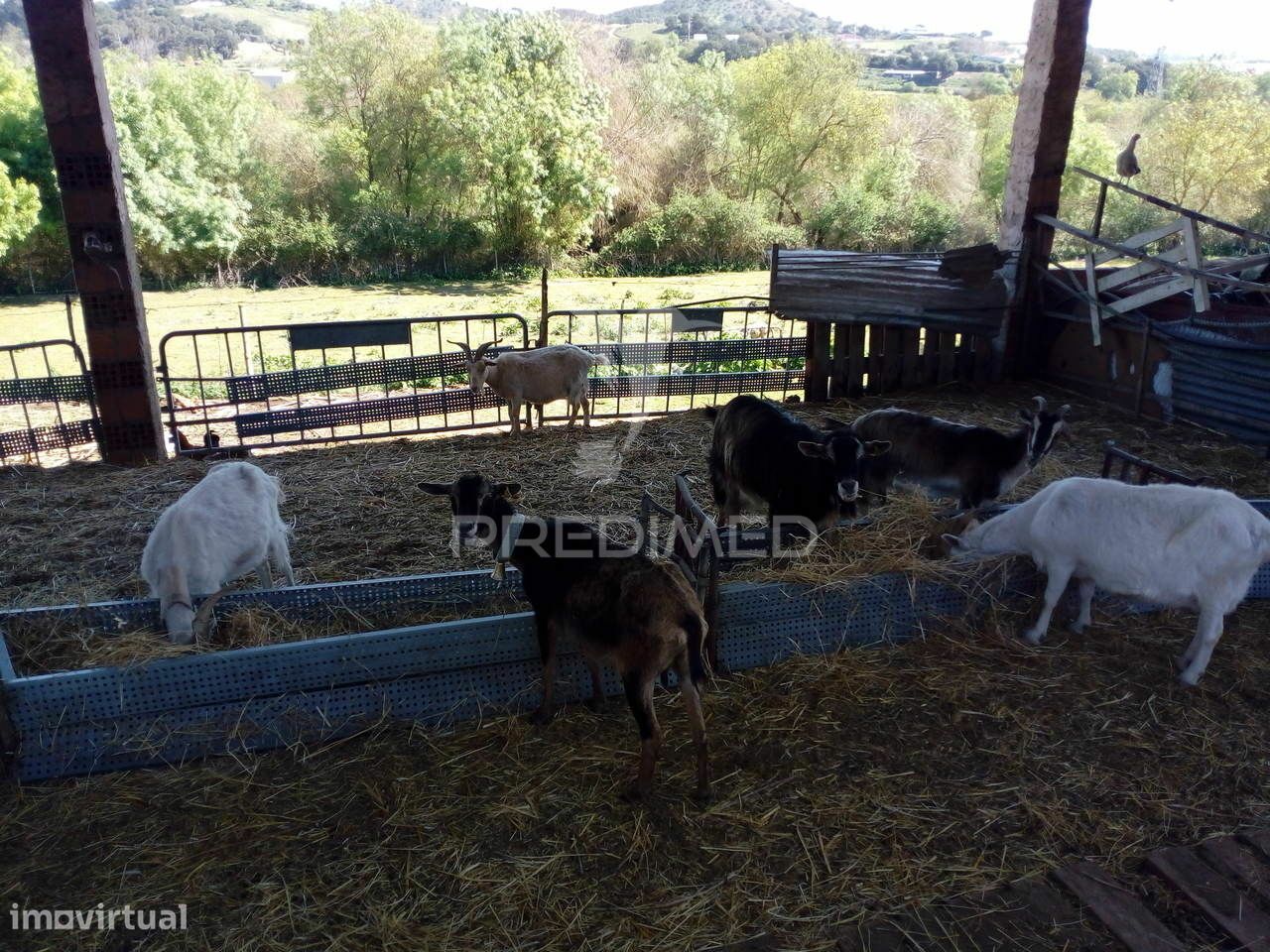 Casa de 2 dormitorios en Santarem, Portugal No. 97664