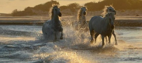 15-Zimmer Villa in Torchiarolo, Italy, Nr. 61295 13