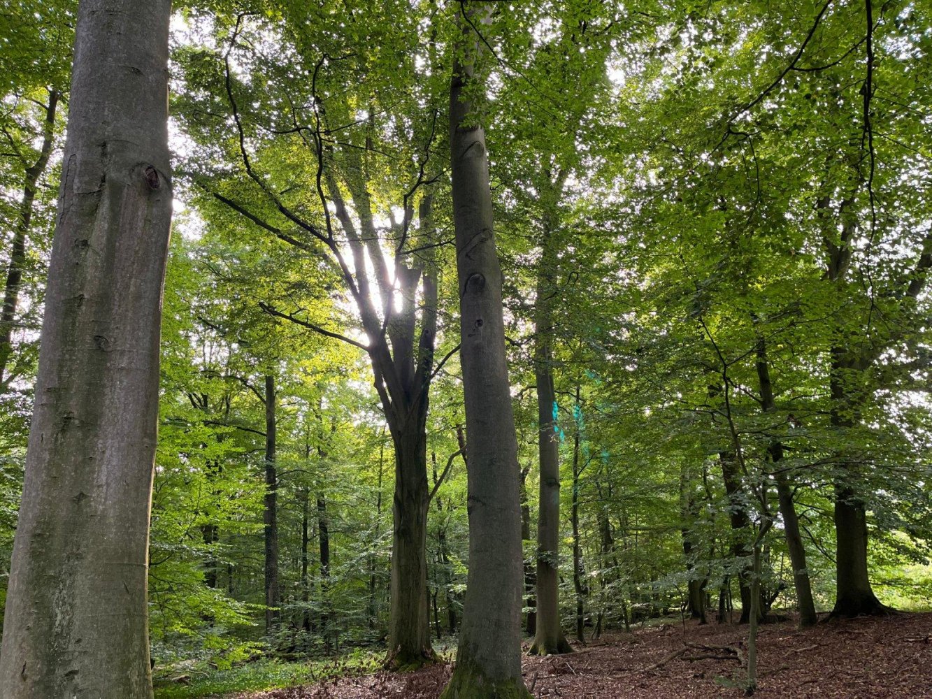  Land in Nienburg, Germany No. 292573