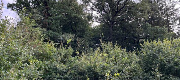  Land in Nienburg, Germany No. 292573 9