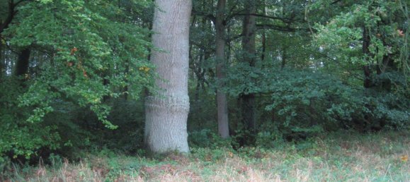  Land in Nienburg, Germany No. 292573 16