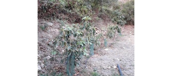  قطعة أرض في Frigiliana, Spain 42متر مربع رقم 138658 5