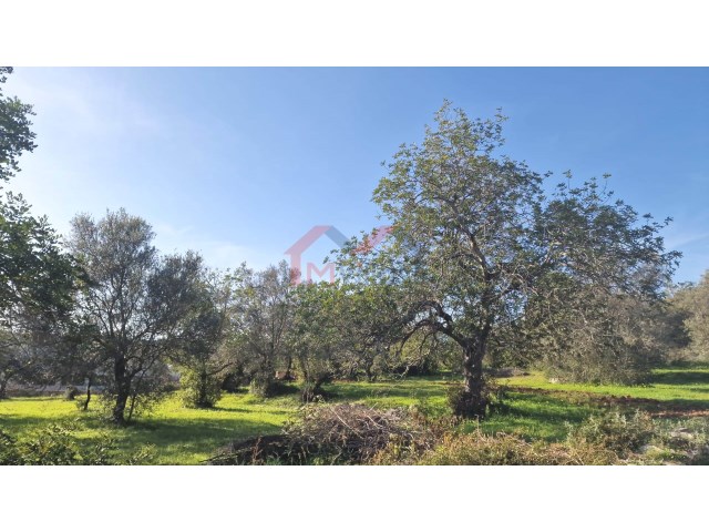  Land in Sao Bras de Alportel, Portugal No. 35252