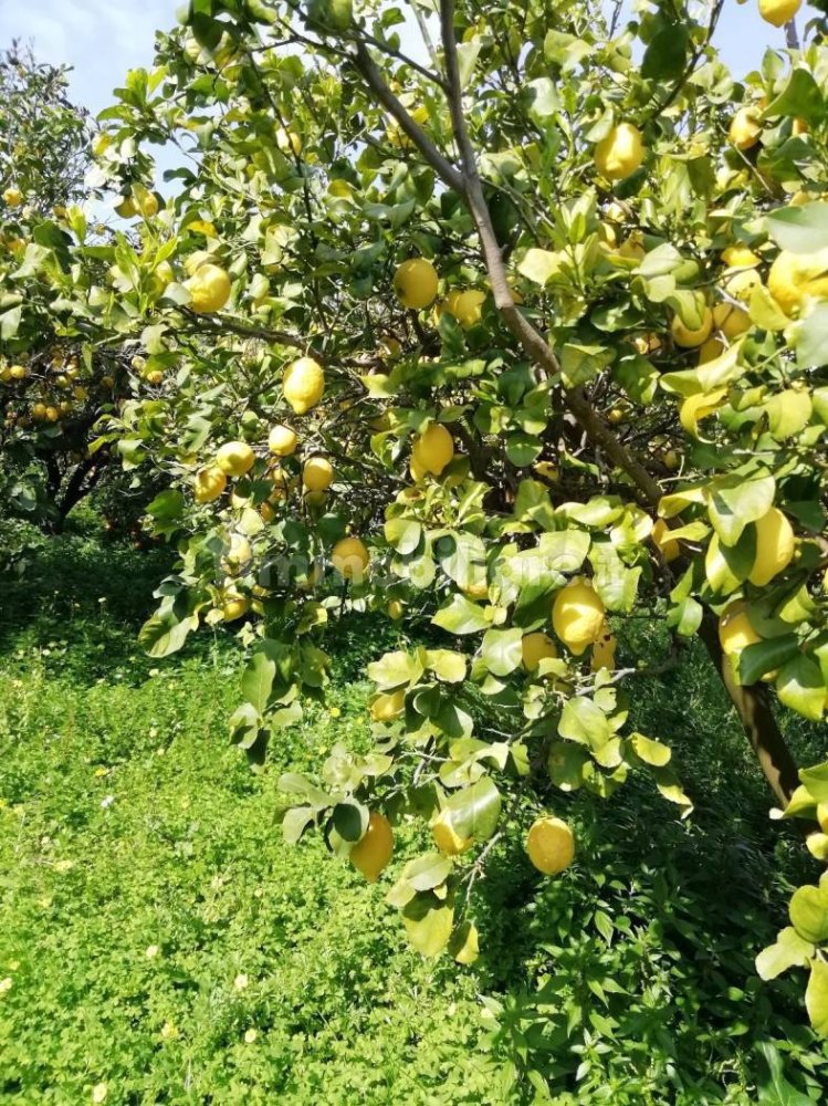  قطعة أرض في Santa Lucia del Mela, Italy 8710متر مربع رقم 257060