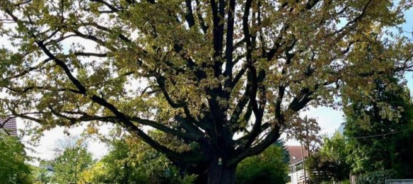 2-Zimmer Wohnung in Dresden, Germany, Nr. 87326 10