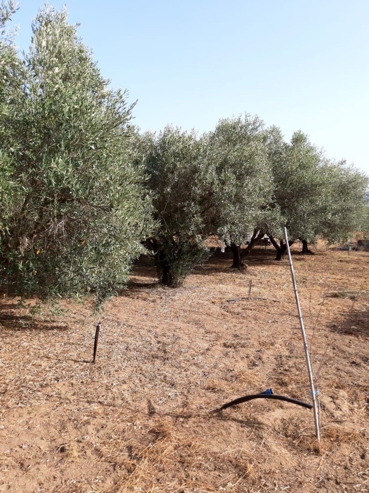 Terreno em Capoterra, Italy 3634 m² N.º 284741