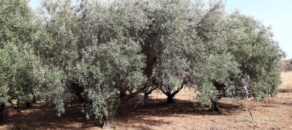 Terreno em Capoterra, Italy 3634 m² N.º 284741 2