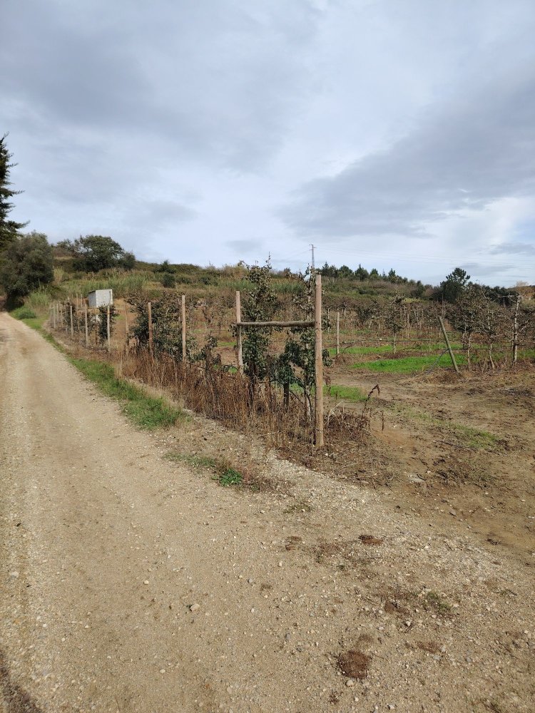 Terreno en Bombarral, Portugal No. 277130