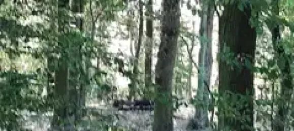 Land in Nienburg, Germany No. 143541 5