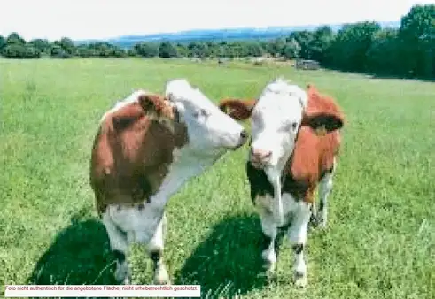  Land in Nienburg, Germany No. 143541