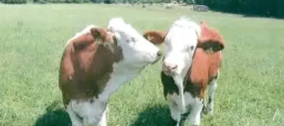 Land in Nienburg, Germany No. 143541 2