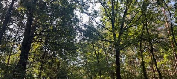 Terreno en Oder-Spree, Germany No. 82243 3