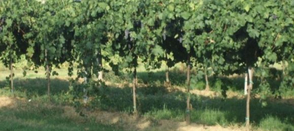 Земельный участок 43000м² в Сольера, Италия № 229387 2