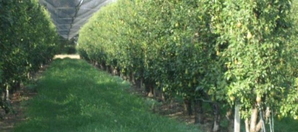 Земельный участок 43000м² в Сольера, Италия № 229387 9