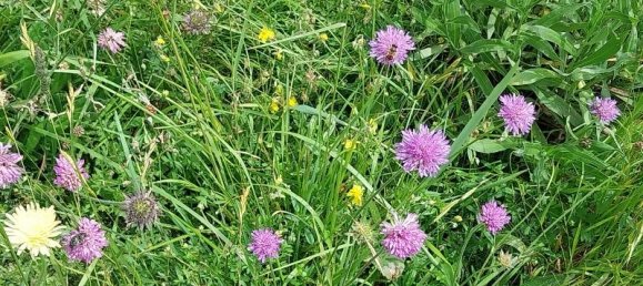 Studio in Camaiore, Italy No. 230886 10