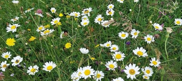 Studio in Camaiore, Italy No. 230886 9