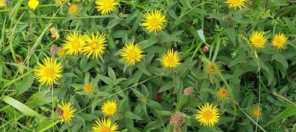 Studio in Camaiore, Italy No. 230886 8