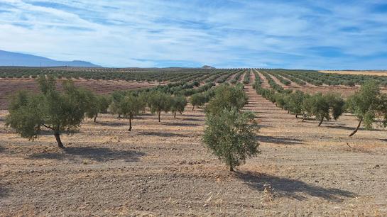 Grundstück in Las Gabias, Spain 9000m², Nr. 198634