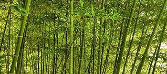 55000m² Commercial property in Perito, Italy No. 257350 6