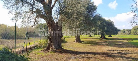 Terrain à San Vito dei Normanni, Italy 12456m² No. 126211 7