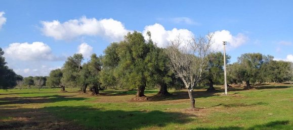 Terrain à San Vito dei Normanni, Italy 12456m² No. 126211 6