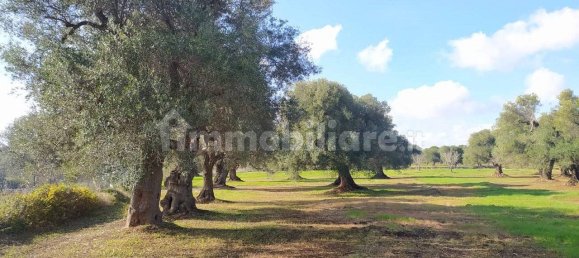 Terrain à San Vito dei Normanni, Italy 12456m² No. 126211 4