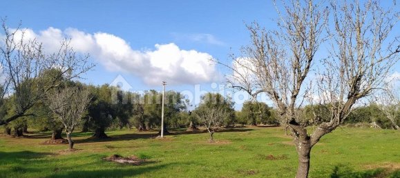 Terrain à San Vito dei Normanni, Italy 12456m² No. 126211 5