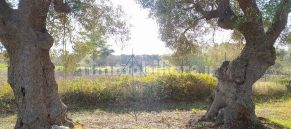 Terrain à San Vito dei Normanni, Italy 12456m² No. 126211 8