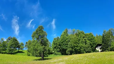 Terrain à Bad Schallerbach, Austria No. 120346
