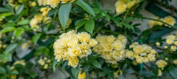 4 bedrooms Apartment in Pisa, Italy No. 318599 27