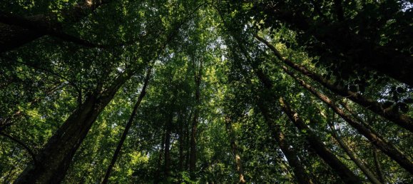 Land in Leibnitz, Austria No. 129866 9