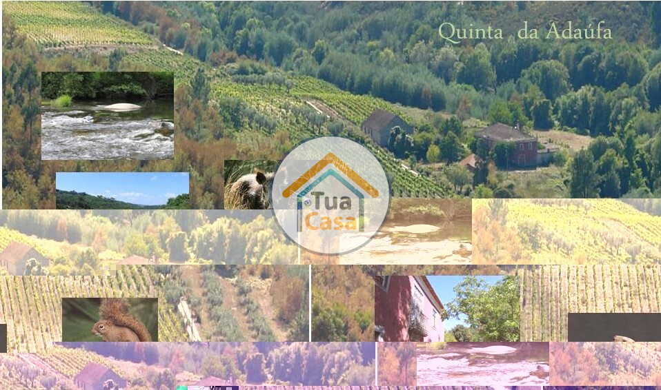 5 bedrooms House in Silgueiros, Portugal No. 58255