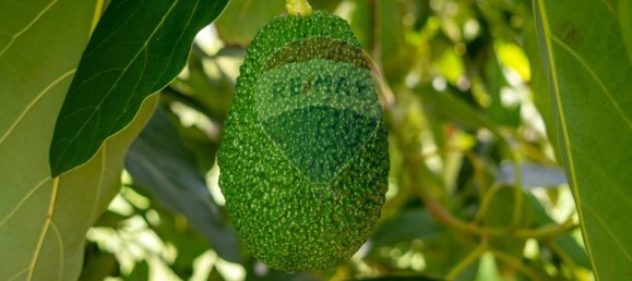  قطعة أرض في Calatabiano, Italy 60000متر مربع رقم 371657 10