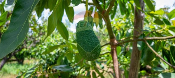  قطعة أرض في Calatabiano, Italy 60000متر مربع رقم 371657 8