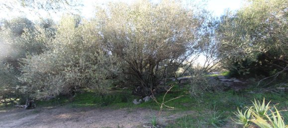 Terreno em Tempio Pausania, Italy 30000 m² N.º 83207 13