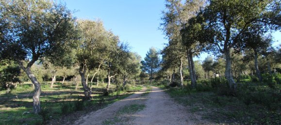 Terreno em Tempio Pausania, Italy 30000 m² N.º 83207 8