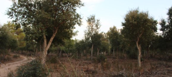 Terreno em Tempio Pausania, Italy 30000 m² N.º 83207 5