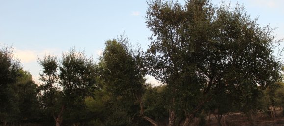 Terreno em Tempio Pausania, Italy 30000 m² N.º 83207 4