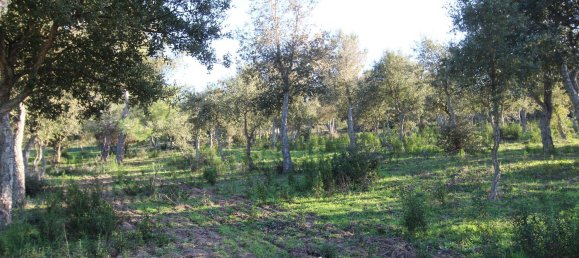 Terreno em Tempio Pausania, Italy 30000 m² N.º 83207 17