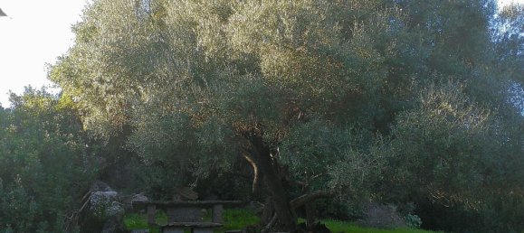 Terreno em Tempio Pausania, Italy 30000 m² N.º 83207 23