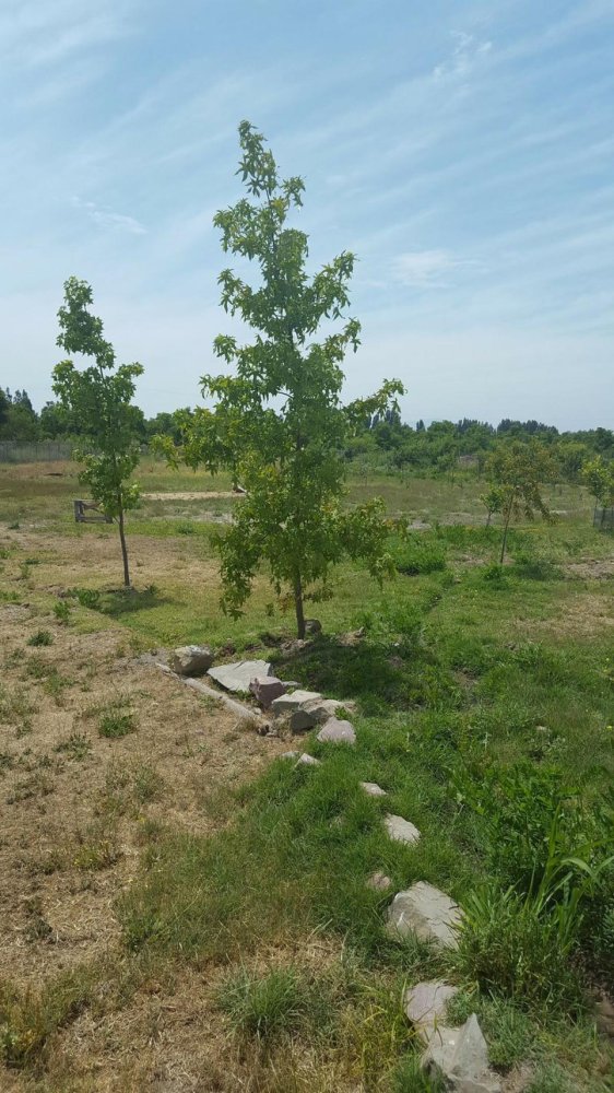 4 bedrooms House in Talagante, Chile No. 2386