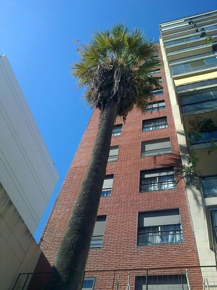 4 bedrooms Apartment in Buenos Aires, Argentina No. 94454