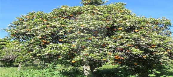 1 غرف نوم منزل في Penamacor, Portugal رقم 89487 25